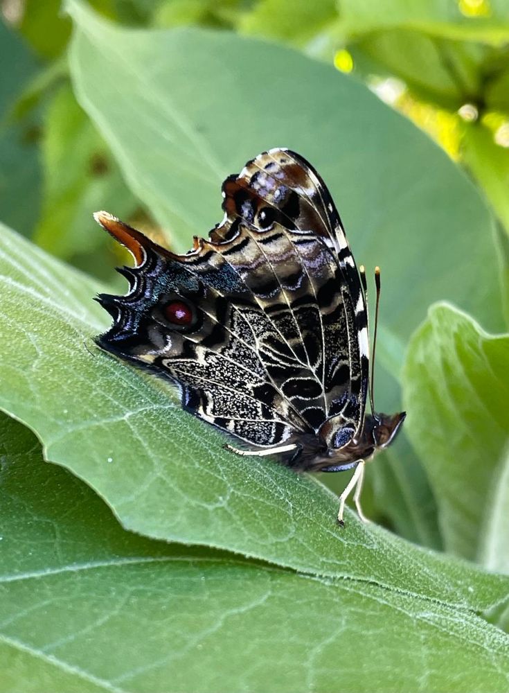 Antanartia borbonica 