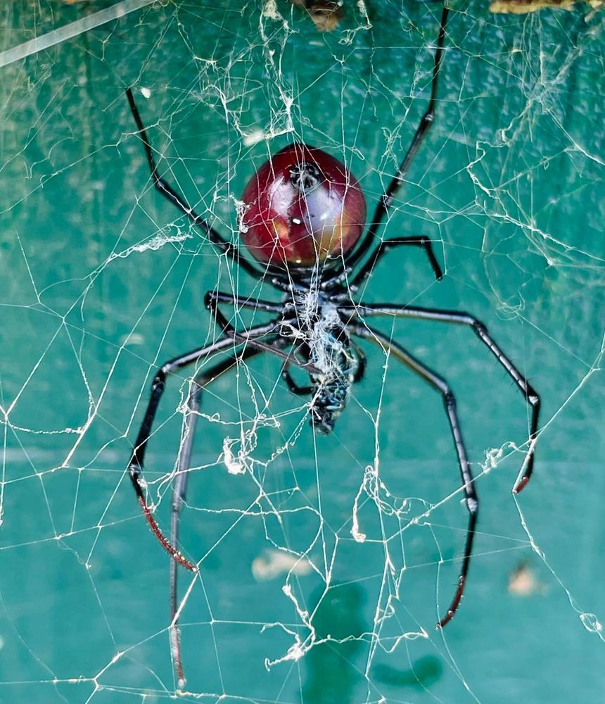 Bibe rouge 