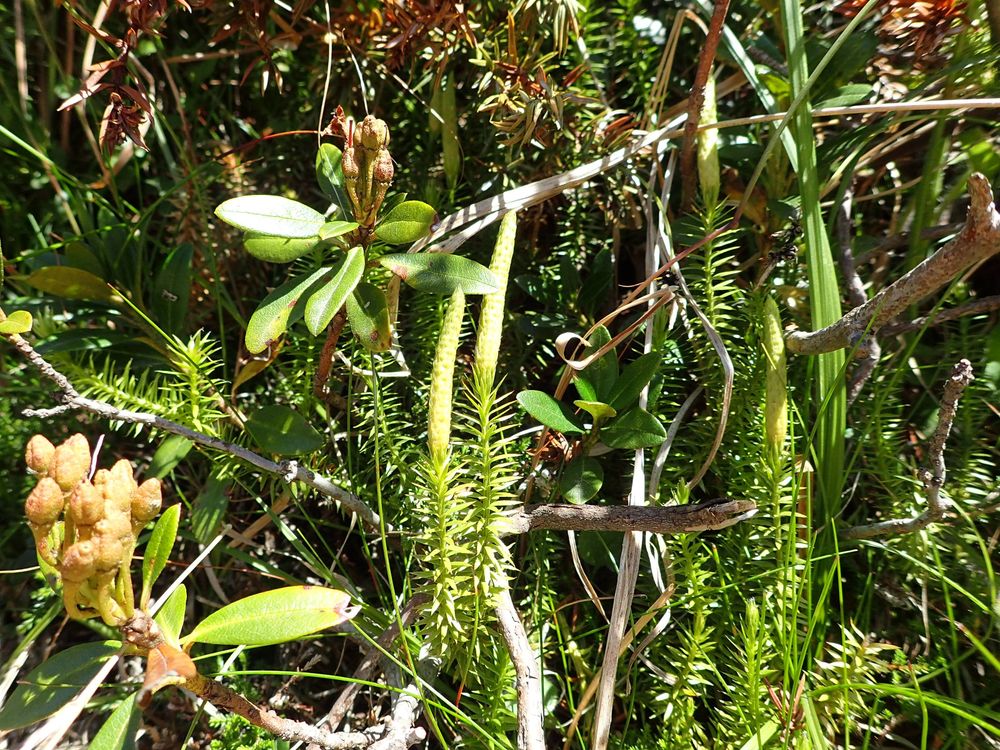 Lycopodium clavatum
