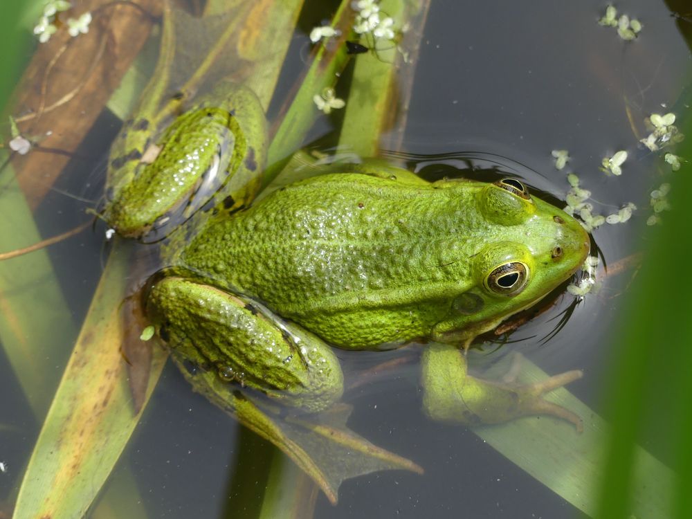 Pelophylax