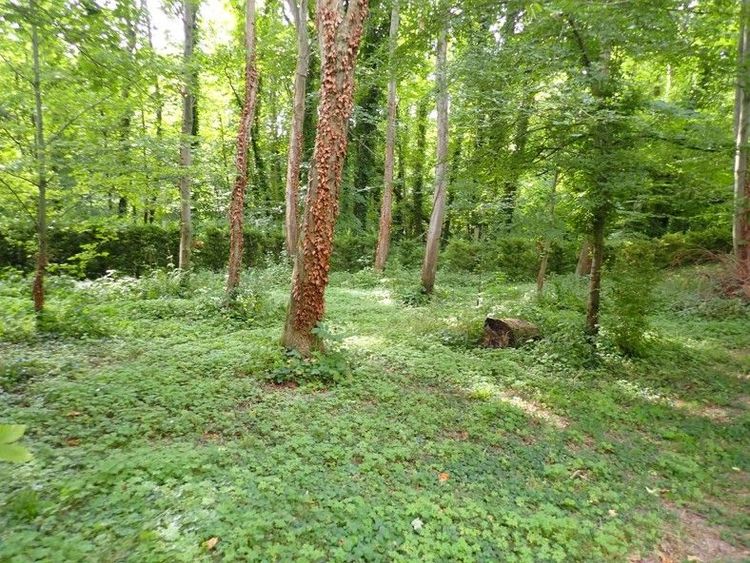 Parcelle où se situera le bras de contournement